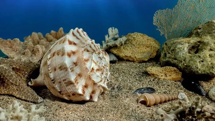 Framed Print : Cassis Cornuta sea shell or horned helmet underwater. Shell on the seabed Framed Print : Cassis Cornuta sea shell or horned helmet underwater. Shell on the seabed