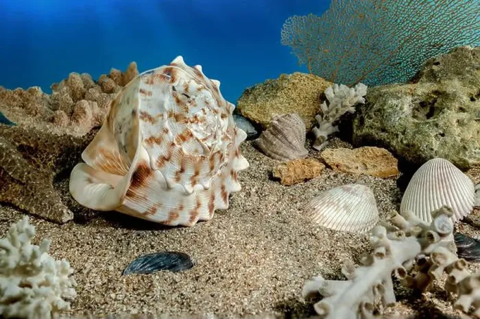 Framed Print : Cassis Cornuta sea shell or horned helmet underwater. Shell on the seabed Framed Print : Cassis Cornuta sea shell or horned helmet underwater. Shell on the seabed