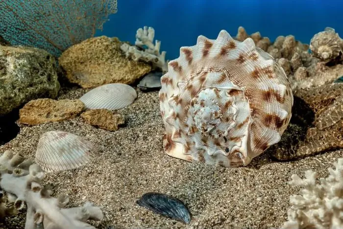 Framed Print : Cassis Cornuta sea shell or horned helmet underwater. Shell on the seabed Framed Print : Cassis Cornuta sea shell or horned helmet underwater. Shell on the seabed