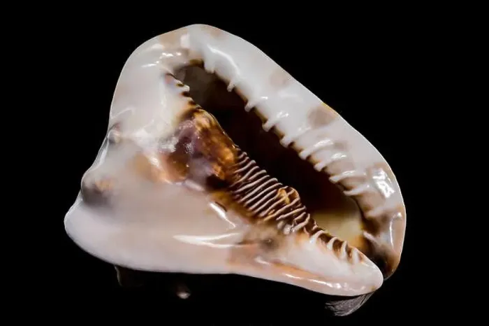 Framed Print : Cassis tuberosa or king helmet shell on black background Framed Print : Cassis tuberosa or king helmet shell on black background