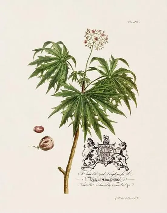 Framed Print : Castor Oil Plant. Botanical illustration from the 18th century by Ehret, George Dionysius, 1708-1770 Framed Print : Castor Oil Plant. Botanical illustration from the 18th century by Ehret, George Dionysius, 1708-1770