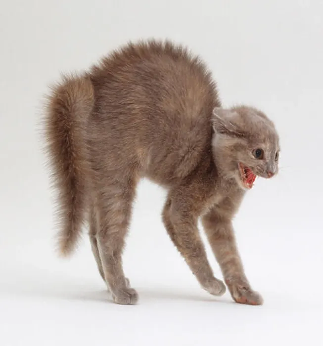 Framed Print : Cat arching its back and hissing, close-up, side view Framed Print : Cat arching its back and hissing, close-up, side view