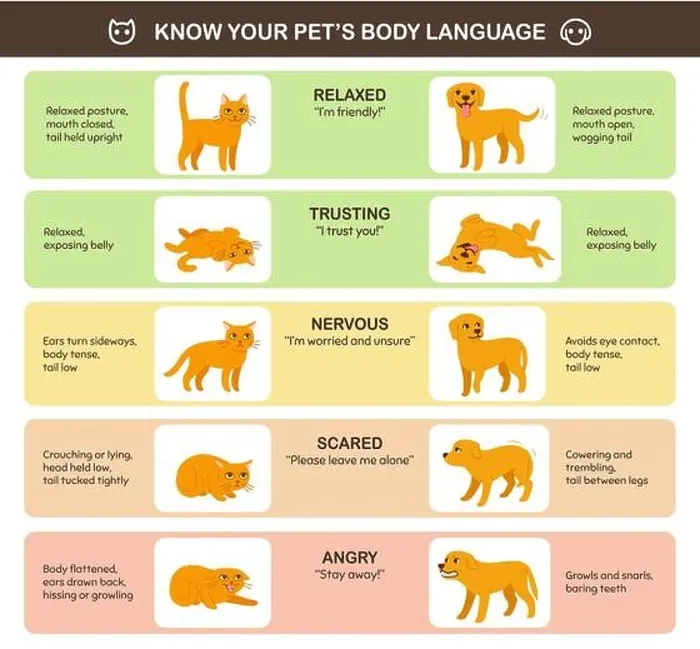 Framed Print : Cat and dog body language comparison, educational infographic chart. Feline and canine emotions and behavior. Cute cartoon vector illustration, printa Framed Print : Cat and dog body language comparison, educational infographic chart. Feline and canine emotions and behavior. Cute cartoon vector illustration, printa