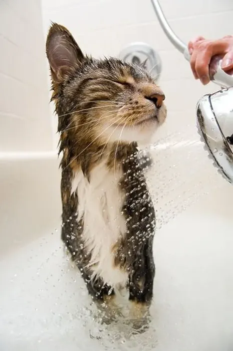 Framed Print : Cat enjoying a hot bath and shower Framed Print : Cat enjoying a hot bath and shower