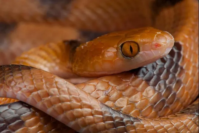Framed Print : Cat eyed snake / Telescopus semiannulatus Framed Print : Cat eyed snake / Telescopus semiannulatus