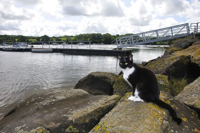 Framed Print : Cat sat on river bank, River Teifi, St Dogmaels