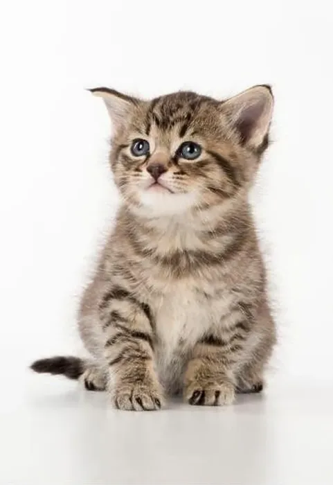 Framed Print : Cat Tabby kitten Framed Print : Cat Tabby kitten