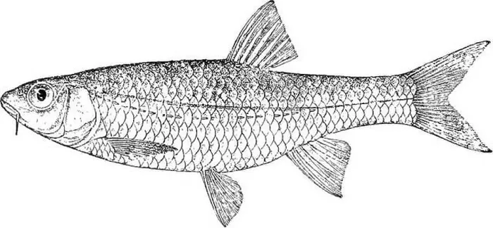 Framed Print : Catalogue of the fresh-water fishes of Africa in the British museum (Natural history) Framed Print : Catalogue of the fresh-water fishes of Africa in the British museum (Natural history)