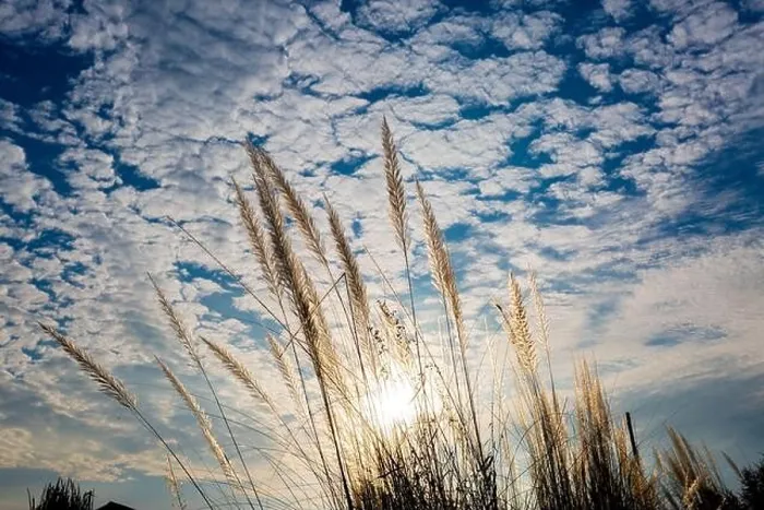 Framed Print : Catkin flowers, Kans grass (Saccharum spontaneum) or Kashful (in bengali) with beautiful Blue Sky at Chandpur, Bangladesh Framed Print : Catkin flowers, Kans grass (Saccharum spontaneum) or Kashful (in bengali) with beautiful Blue Sky at Chandpur, Bangladesh