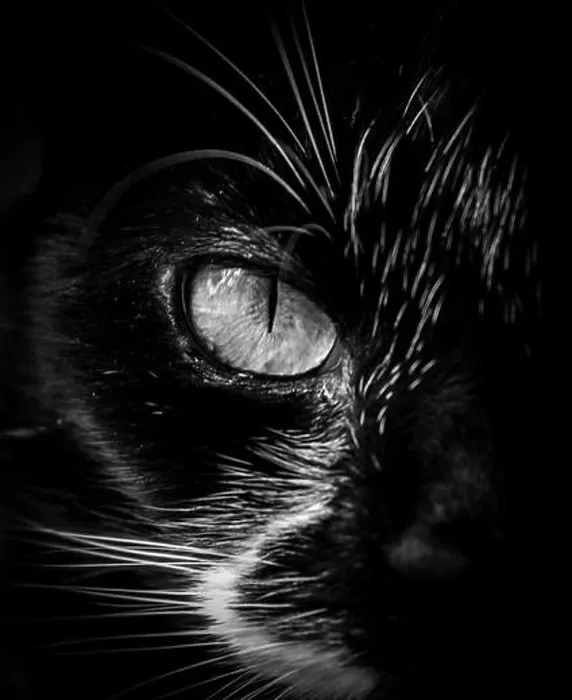 Framed Print : Cats Eye Framed Print : Cats Eye