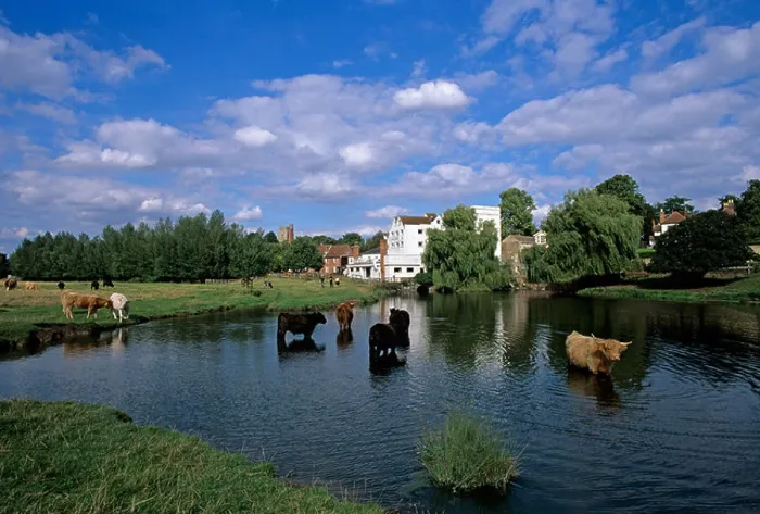 Framed Print : Cattle cooling in Mill Pond Sudbury Framed Print : Cattle cooling in Mill Pond Sudbury