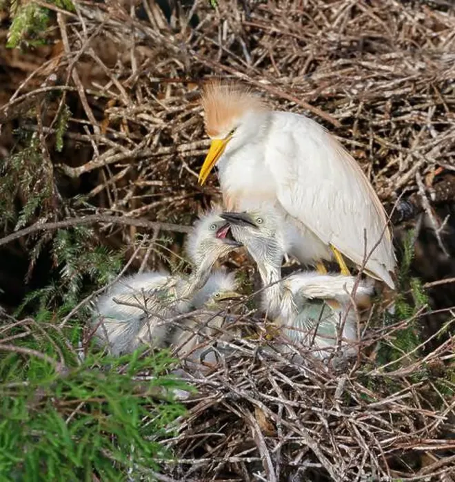 Framed Print : Cattle egret (Bubulcus ibis) with chicks at the nest, Houston area, Texas, USA Framed Print : Cattle egret (Bubulcus ibis) with chicks at the nest, Houston area, Texas, USA