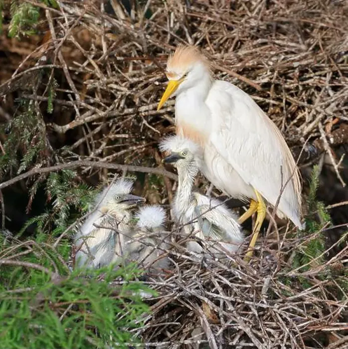 Framed Print : Cattle egret (Bubulcus ibis) with chicks at the nest, Houston area, Texas, USA