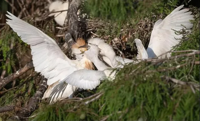 Framed Print : Cattle Egret (Bubulcus ibis) feeding its nestlinlings, Texas, USA Framed Print : Cattle Egret (Bubulcus ibis) feeding its nestlinlings, Texas, USA