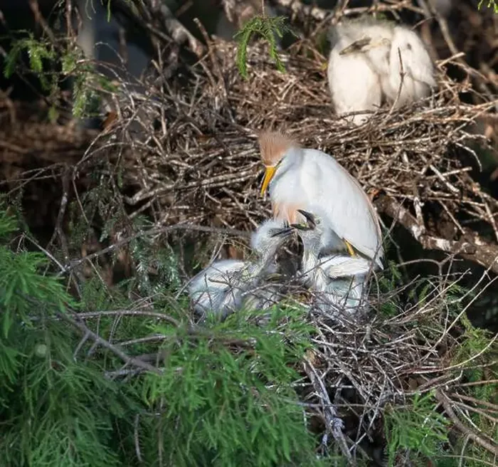 Framed Print : Cattle Egret (Bubulcus ibis) feeding its nestlinlings, Texas, USA Framed Print : Cattle Egret (Bubulcus ibis) feeding its nestlinlings, Texas, USA