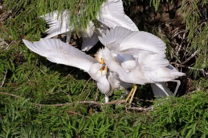 Framed Print : Cattle egret (Bubulcus ibis) feeding older chicks in a tree, Houston area, Texas, USA Framed Print : Cattle egret (Bubulcus ibis) feeding older chicks in a tree, Houston area, Texas, USA