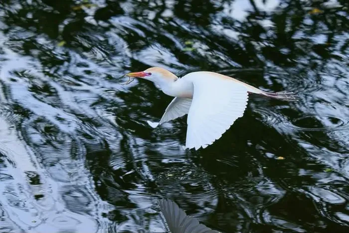 Framed Print : Cattle egret (Bubulcus ibis), in fly, springtime, Wakodahatchee Wetlands, Delray Beach, Florida, USA, North America Framed Print : Cattle egret (Bubulcus ibis), in fly, springtime, Wakodahatchee Wetlands, Delray Beach, Florida, USA, North America