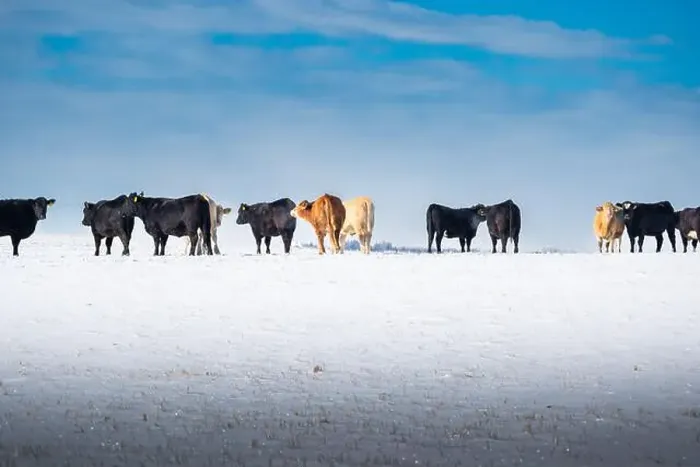 Framed Print : Cattle standing in a row on a snow covered field at a Western Ranch in Alberta Canada Framed Print : Cattle standing in a row on a snow covered field at a Western Ranch in Alberta Canada