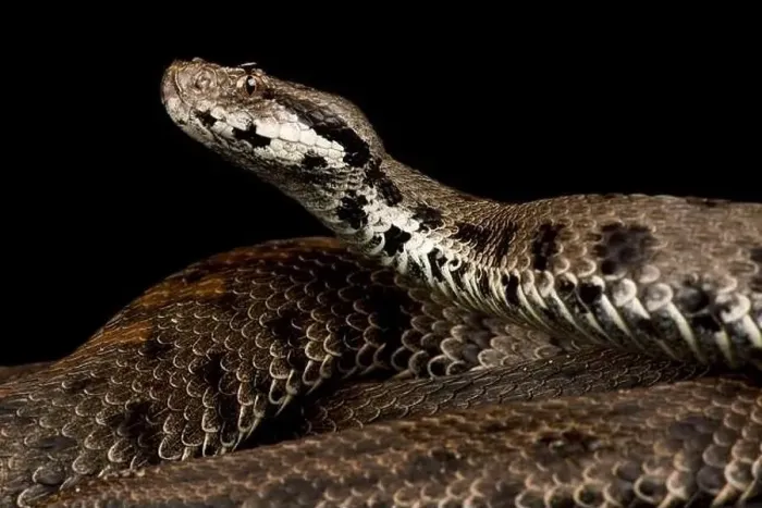 Framed Print : Caucasus Viper (Montivipera raddei raddei)