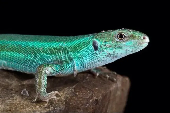 Framed Print : Caucusus emerald lizard (Lacerta strigata) Framed Print : Caucusus emerald lizard (Lacerta strigata)