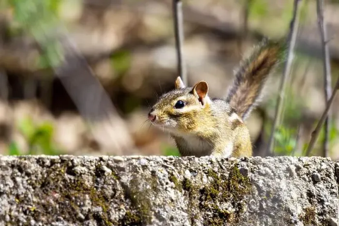 Framed Print : A cautious chipmunk peers over the ledge, looking at the camera Framed Print : A cautious chipmunk peers over the ledge, looking at the camera