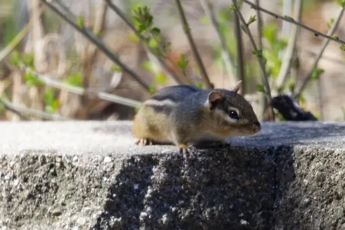 Framed Print : A cautious chipmunk peers over the ledge, looking at the camera Framed Print : A cautious chipmunk peers over the ledge, looking at the camera