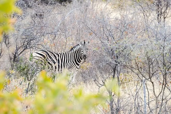 Framed Print : Cautious zebra is hiding into savannah and looking into camera