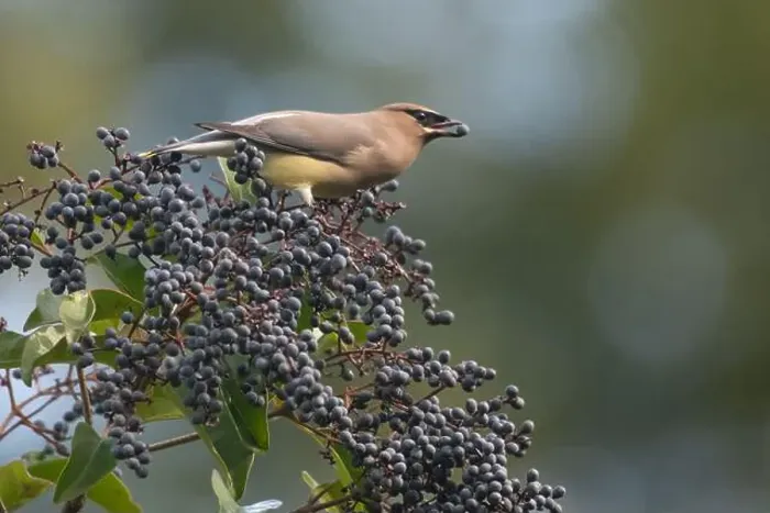 Framed Print : A cedar waxwing (Bombycilla cedrorum), a bird foraging on elderberries in a garden in California, USA Framed Print : A cedar waxwing (Bombycilla cedrorum), a bird foraging on elderberries in a garden in California, USA