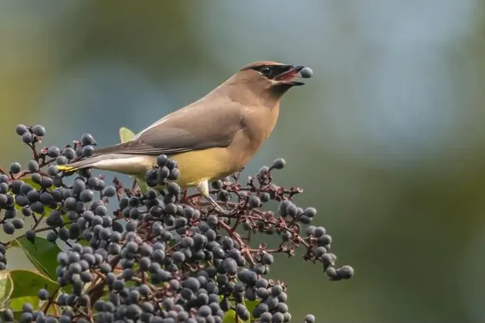 Framed Print : A cedar waxwing (Bombycilla cedrorum), a bird foraging on elderberries in a garden in California, USA Framed Print : A cedar waxwing (Bombycilla cedrorum), a bird foraging on elderberries in a garden in California, USA