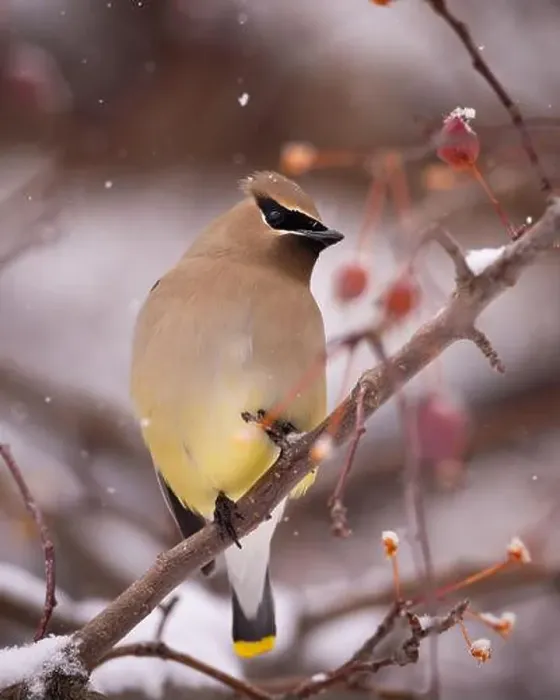 Framed Print : Cedar waxwing - bombycilla cedrorum - perched in a crab apple tree on an overcast snowy day in Colorado, USA Framed Print : Cedar waxwing - bombycilla cedrorum - perched in a crab apple tree on an overcast snowy day in Colorado, USA