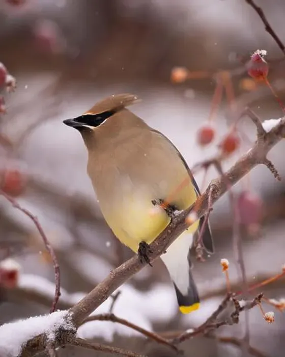 Framed Print : Cedar waxwing - bombycilla cedrorum - perched in a crab apple tree on an overcast snowy day in Colorado, USA Framed Print : Cedar waxwing - bombycilla cedrorum - perched in a crab apple tree on an overcast snowy day in Colorado, USA