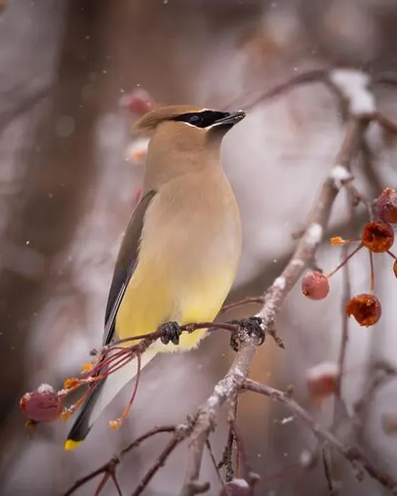 Framed Print : Cedar waxwing - bombycilla cedrorum - perched in a crab apple tree on an overcast snowy day in Colorado, USA Framed Print : Cedar waxwing - bombycilla cedrorum - perched in a crab apple tree on an overcast snowy day in Colorado, USA