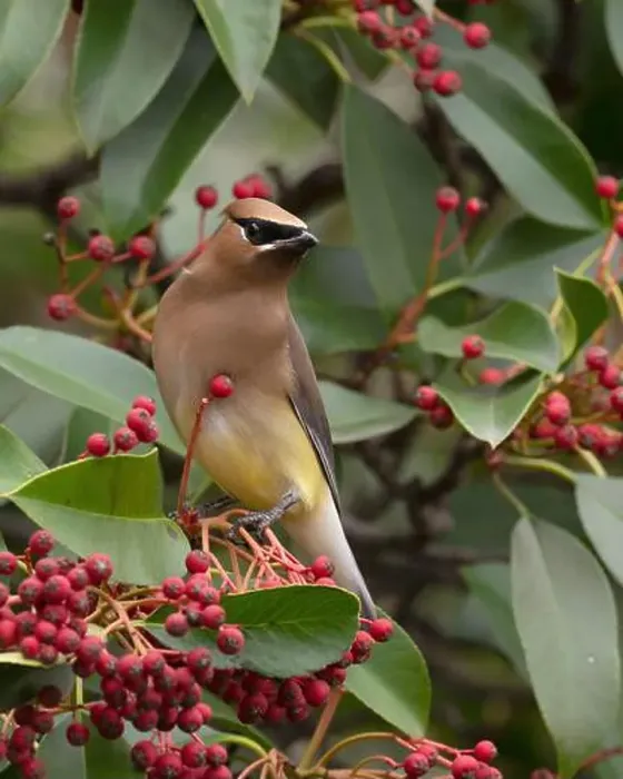 Framed Print : Cedar Waxwing, (Bombycilla cedrorum) Sacramento County California USA Framed Print : Cedar Waxwing, (Bombycilla cedrorum) Sacramento County California USA