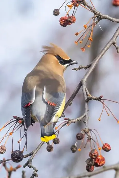 Framed Print : cedar waxwing (Bombycilla cedrorum) in spring Framed Print : cedar waxwing (Bombycilla cedrorum) in spring