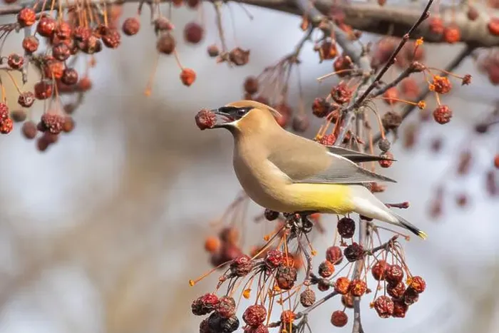 Framed Print : cedar waxwing (Bombycilla cedrorum) in spring Framed Print : cedar waxwing (Bombycilla cedrorum) in spring