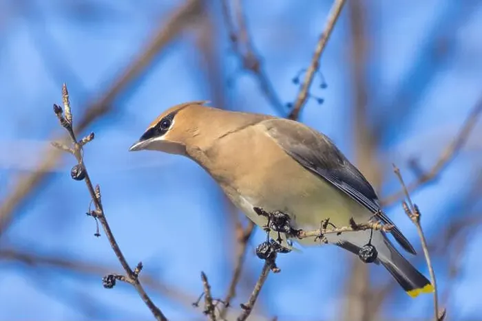 Framed Print : cedar waxwing (Bombycilla cedrorum) in winter