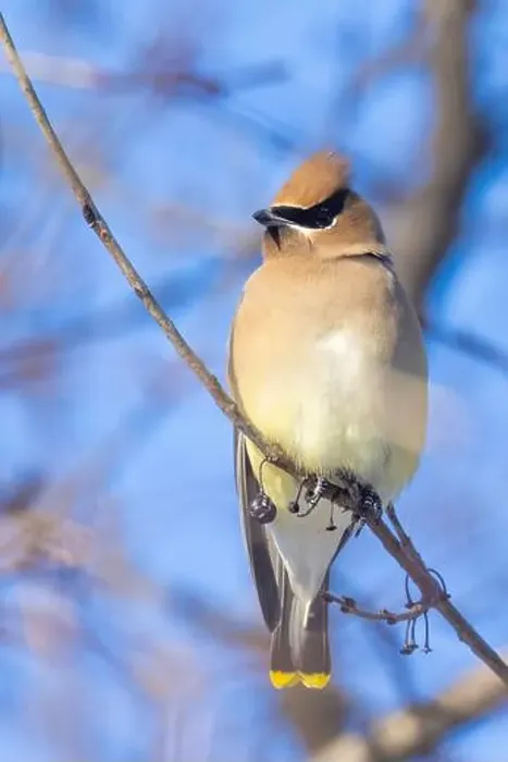 Framed Print : cedar waxwing (Bombycilla cedrorum) in winter