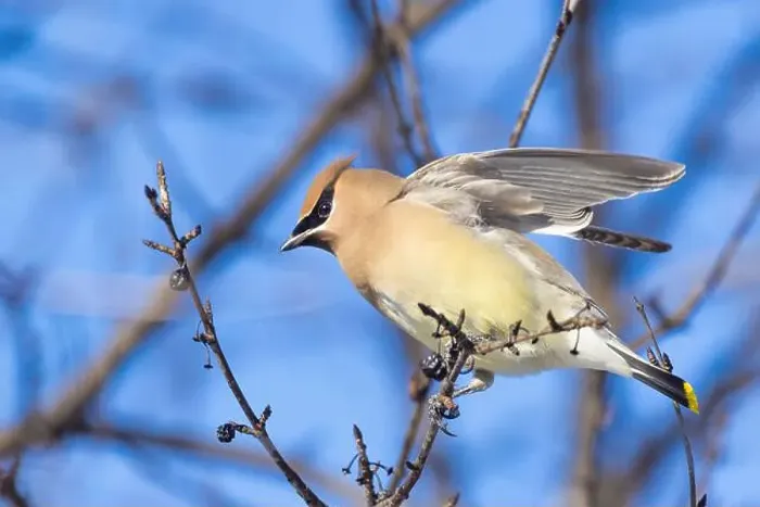 Framed Print : cedar waxwing (Bombycilla cedrorum) in winter