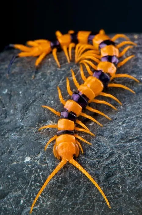 Framed Print : Centipede / Scolopendra hardwickei Framed Print : Centipede / Scolopendra hardwickei