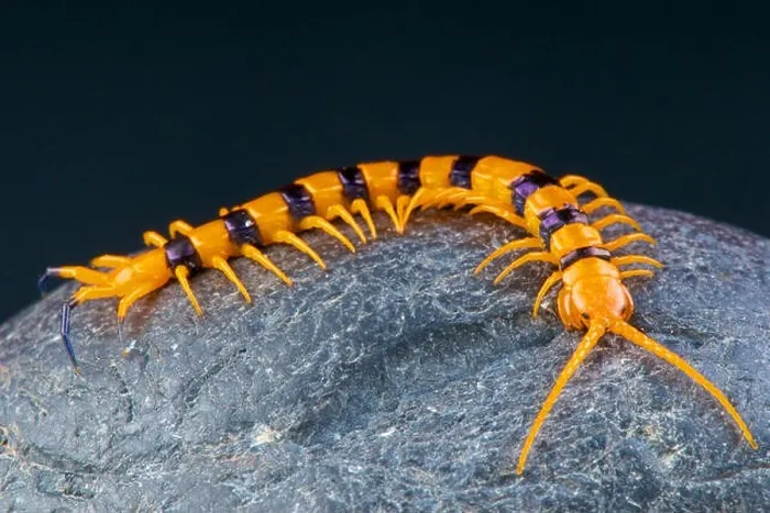 Framed Print : Centipede / Scolopendra hardwickei Framed Print : Centipede / Scolopendra hardwickei