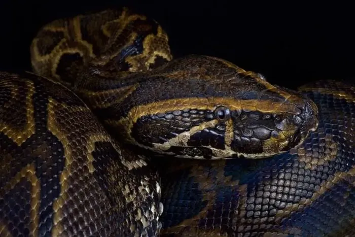 Framed Print : Central African rock python (Python sebae) Framed Print : Central African rock python (Python sebae)