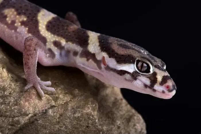Framed Print : Central American Banded Gecko (Coleonyx mitratus) Framed Print : Central American Banded Gecko (Coleonyx mitratus)