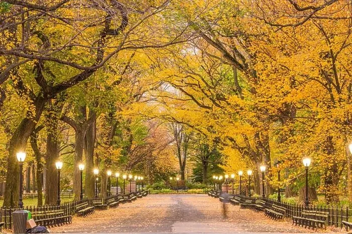 Framed Print : Central Park at The Mall in New York City during autumn Framed Print : Central Park at The Mall in New York City during autumn