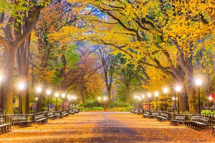 Framed Print : Central Park at The Mall in New York City during autumn dawn Framed Print : Central Park at The Mall in New York City during autumn dawn