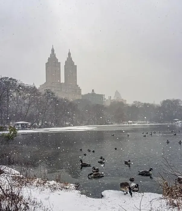 Framed Print : Central Park in winter, early morning in snowstorm, blizzard