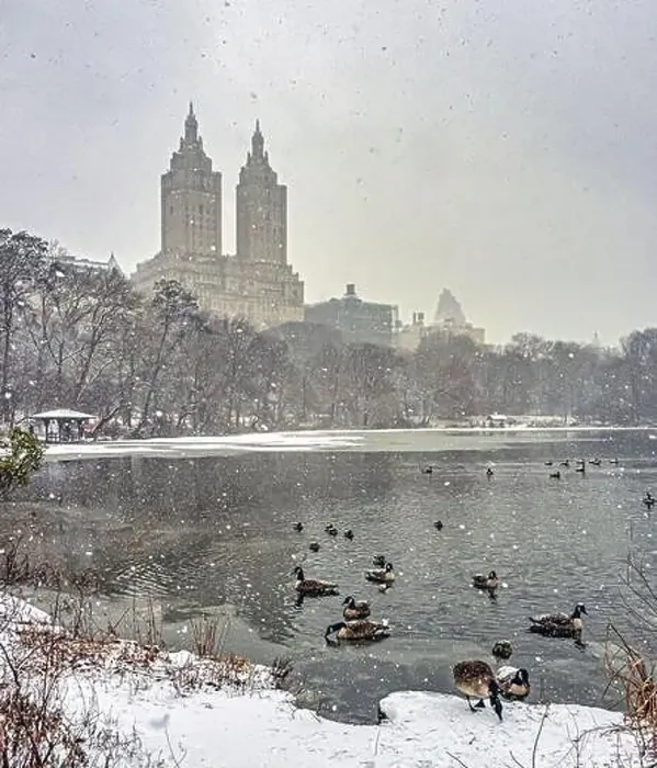 Framed Print : Central Park in winter, early morning in snowstorm, blizzard