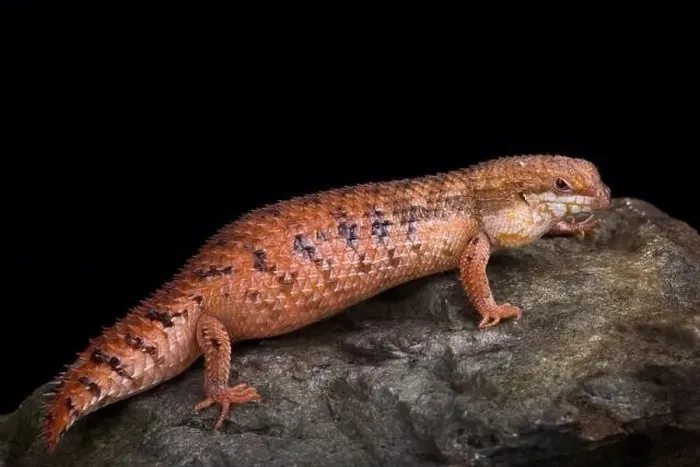 Framed Print : Central Pygmy Spiny-tailed Skink (Egernia eos) Framed Print : Central Pygmy Spiny-tailed Skink (Egernia eos)