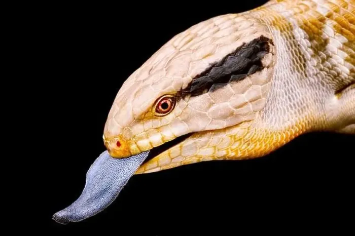 Framed Print : Centralian blue-tongued skink (Tiliqua multifasciata) Framed Print : Centralian blue-tongued skink (Tiliqua multifasciata)