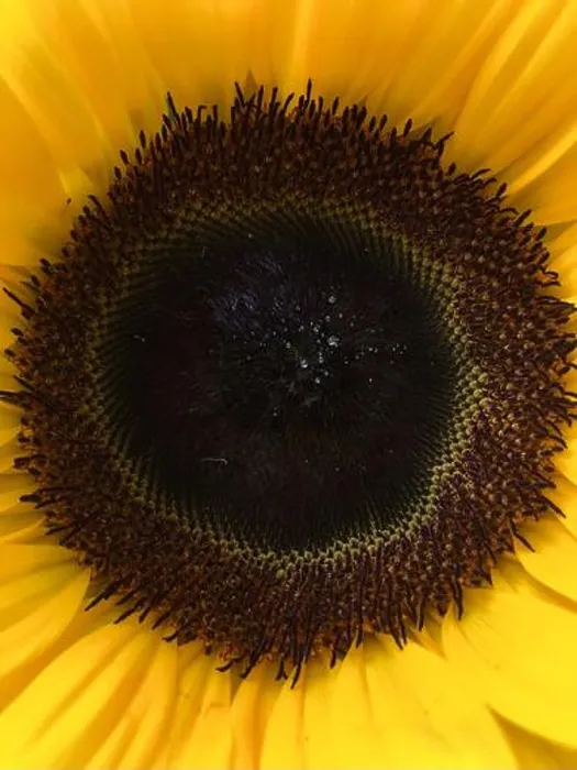 Framed Print : Centre of a sunflower Framed Print : Centre of a sunflower