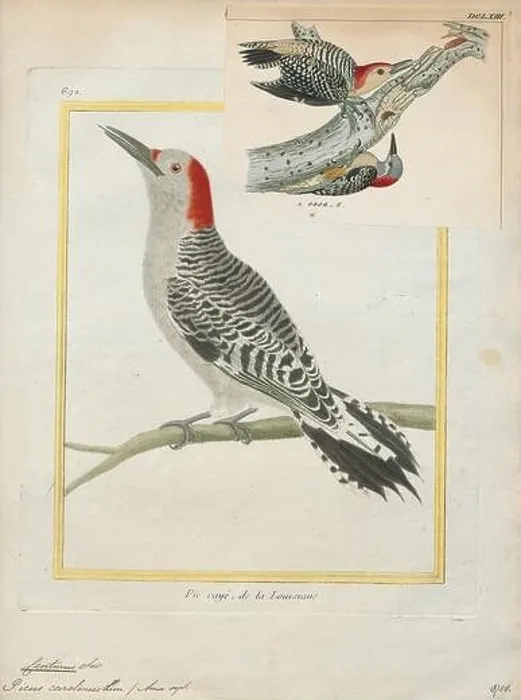 Framed Print : Centurus carolinus, Print, The red-bellied woodpecker (Melanerpes carolinus) is a medium-sized woodpecker of the family Picidae Framed Print : Centurus carolinus, Print, The red-bellied woodpecker (Melanerpes carolinus) is a medium-sized woodpecker of the family Picidae